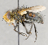  ( - CNC751698)  @11 [ ] No Rights Reserved (2025) Unspecified Canadian National Collection of Insects, Arachnids and Nematodes