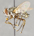  ( - CNC751706)  @11 [ ] No Rights Reserved (2033) Unspecified Canadian National Collection of Insects, Arachnids and Nematodes