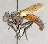  ( - CNC751879)  @13 [ ] No Rights Reserved (2036) Unspecified Canadian National Collection of Insects, Arachnids and Nematodes