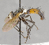  ( - CNC751880)  @13 [ ] No Rights Reserved (2037) Unspecified Canadian National Collection of Insects, Arachnids and Nematodes