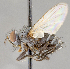  ( - CNC751893)  @11 [ ] No Rights Reserved (2047) Unspecified Canadian National Collection of Insects, Arachnids and Nematodes
