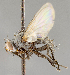  ( - CNC751894)  @11 [ ] No Rights Reserved (2048) Unspecified Canadian National Collection of Insects, Arachnids and Nematodes