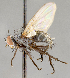  ( - CNC751895)  @11 [ ] No Rights Reserved (2049) Unspecified Canadian National Collection of Insects, Arachnids and Nematodes