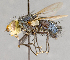  ( - CNC754781)  @11 [ ] No Rights Reserved (2017) Unspecified Canadian National Collection of Insects, Arachnids and Nematodes