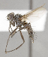  ( - CNC_Diptera9413)  @12 [ ] No Rights Reserved (2017) Unspecified Canadian National Collection of Insects, Arachnids and Nematodes