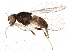  (Gaurax shannoni - BIOUG03002-F04)  @15 [ ] CreativeCommons - Attribution (2013) CBG Photography Group Centre for Biodiversity Genomics