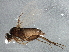  ( - BIOUG03053-B11)  @12 [ ] CreativeCommons - Attribution (2013) CBG Photography Group Centre for Biodiversity Genomics