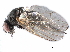  ( - BIOUG03057-D10)  @11 [ ] CreativeCommons - Attribution (2017) CBG Photography Group Centre for Biodiversity Genomics