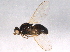  (Parapiophila pectiniventris - BIOUG03078-E10)  @13 [ ] CreativeCommons - Attribution (2014) CBG Photography Group Centre for Biodiversity Genomics