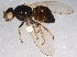  ( - BIOUG03106-D06)  @13 [ ] CreativeCommons - Attribution (2014) CBG Photography Group Centre for Biodiversity Genomics