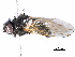  ( - BIOUG03399-A10)  @11 [ ] CreativeCommons - Attribution (2017) CBG Photography Group Centre for Biodiversity Genomics