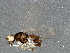 ( - BIOUG03092-D10)  @12 [ ] CreativeCommons - Attribution (2013) CBG Photography Group Centre for Biodiversity Genomics