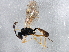  (Orthopelma brevicorne - BIOUG03359-D06)  @14 [ ] CreativeCommons - Attribution (2013) CBG Photography Group Centre for Biodiversity Genomics
