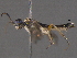  ( - BIOUG03403-C01)  @12 [ ] CreativeCommons - Attribution (2012) CBG Photography Group Centre for Biodiversity Genomics