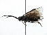  ( - BIOUG03742-F01)  @14 [ ] CreativeCommons - Attribution (2015) CBG Photography Group Centre for Biodiversity Genomics