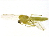  ( - BIOUG03450-E09)  @13 [ ] CreativeCommons - Attribution (2012) CBG Photography Group Centre for Biodiversity Genomics