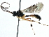  ( - BIOUG03741-G12)  @14 [ ] CreativeCommons - Attribution (2014) CBG Photography Group Centre for Biodiversity Genomics