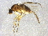  ( - BIOUG03674-F11)  @13 [ ] CreativeCommons - Attribution (2014) CBG Photography Group Centre for Biodiversity Genomics