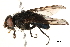 ( - BIOUG04236-G03)  @14 [ ] CreativeCommons - Attribution (2015) CBG Photography Group Centre for Biodiversity Genomics