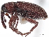 ( - BIOUG04554-F04)  @11 [ ] CreativeCommons - Attribution (2020) CBG Photography Group Centre for Biodiversity Genomics