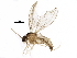  ( - BIOUG10289-C06)  @14 [ ] CreativeCommons - Attribution (2014) CBG Photography Group Centre for Biodiversity Genomics