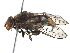  ( - BIOUG11173-C04)  @11 [ ] CreativeCommons - Attribution (2016) CBG Photography Group Centre for Biodiversity Genomics