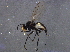  ( - BIOUG10224-D06)  @12 [ ] CreativeCommons - Attribution (2014) CBG Photography Group Centre for Biodiversity Genomics