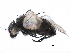  ( - BIOUG10228-G03)  @14 [ ] CreativeCommons - Attribution (2017) CBG Photography Group Centre for Biodiversity Genomics