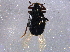  ( - BIOUG10229-G06)  @12 [ ] CreativeCommons - Attribution (2014) CBG Photography Group Centre for Biodiversity Genomics