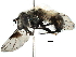  ( - BIOUG10356-C12)  @13 [ ] CreativeCommons - Attribution (2016) CBG Photography Group Centre for Biodiversity Genomics