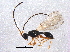  (Trichopria basalis - BIOUG10403-G11)  @14 [ ] CreativeCommons - Attribution (2014) CBG Photography Group Centre for Biodiversity Genomics