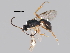  (Stilpnus pavoniae - BIOUG10804-C08)  @14 [ ] CreativeCommons - Attribution (2014) CBG Photography Group Centre for Biodiversity Genomics