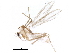  (Micropsectra neoappendica - BIOUG11066-B01)  @14 [ ] CreativeCommons - Attribution (2015) CBG Photography Group Centre for Biodiversity Genomics
