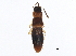  (Acrotona brachyoptera - BIOUG11159-H11)  @14 [ ] CreativeCommons - Attribution (2014) CBG Photography Group Centre for Biodiversity Genomics