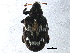  (Tachyerges salicis - BIOUG11176-A04)  @14 [ ] CreativeCommons - Attribution (2014) CBG Photography Group Centre for Biodiversity Genomics