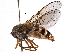  ( - BIOUG11381-H05)  @13 [ ] CreativeCommons - Attribution (2014) CBG Photography Group Centre for Biodiversity Genomics