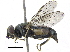  ( - BIOUG12014-E03)  @11 [ ] CreativeCommons - Attribution (2016) CBG Photography Group Centre for Biodiversity Genomics