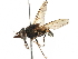  ( - BIOUG12363-G12)  @13 [ ] CreativeCommons - Attribution (2016) CBG Photography Group Centre for Biodiversity Genomics