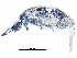  ( - BIOUG19265-H08)  @13 [ ] CreativeCommons - Attribution (2015) CBG Photography Group Centre for Biodiversity Genomics