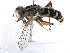  ( - BIOUG10471-G01)  @13 [ ] CreativeCommons - Attribution (2016) CBG Photography Group Centre for Biodiversity Genomics