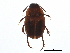  (Leiodes impressa - BIOUG10920-A04)  @14 [ ] CreativeCommons - Attribution (2014) CBG Photography Group Centre for Biodiversity Genomics