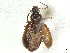  ( - BIOUG11059-A12)  @11 [ ] CreativeCommons - Attribution (2024) CBG Photography Group Centre for Biodiversity Genomics