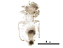  ( - BIOUG20210-F11)  @14 [ ] CreativeCommons - Attribution (2016) CBG Photography Group Centre for Biodiversity Genomics