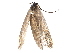  (Greya pectinifera - BIOUG20229-F04)  @13 [ ] CreativeCommons - Attribution (2015) CBG Photography Group Centre for Biodiversity Genomics