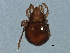  (Dendrozetes - BIOUG16741-F05)  @13 [ ] CreativeCommons - Attribution (2015) CBG Photography Group Centre for Biodiversity Genomics