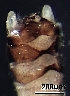  ( - BIOUG05823-A02)  @11 [ ] CreativeCommons - Attribution (2018) David Burton Centre for Biodiversity Genomics