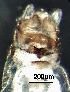  ( - BIOUG05823-A12)  @11 [ ] CreativeCommons - Attribution (2018) David Burton Centre for Biodiversity Genomics