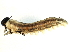  ( - BIOUG09981-D12)  @12 [ ] CreativeCommons - Attribution (2014) CBG Photography Group Centre for Biodiversity Genomics