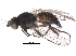  (Cerodontha luctuosa - BIOUG10096-F05)  @14 [ ] CreativeCommons - Attribution (2015) CBG Photography Group Centre for Biodiversity Genomics