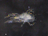  ( - BIOUG10142-C01)  @11 [ ] CreativeCommons - Attribution (2019) CBG Photography Group Centre for Biodiversity Genomics